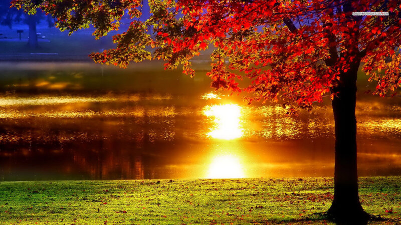 Tree with Red Leaves — Serene, Sunset