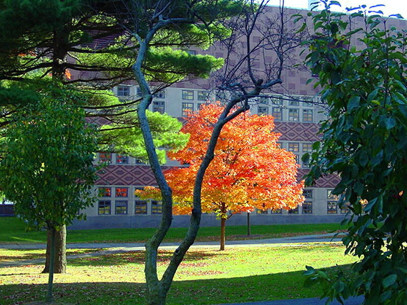 Tree with Red Leaves — Serene