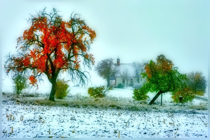 Tree with Red Leaves — Serene, Winter, Photograph