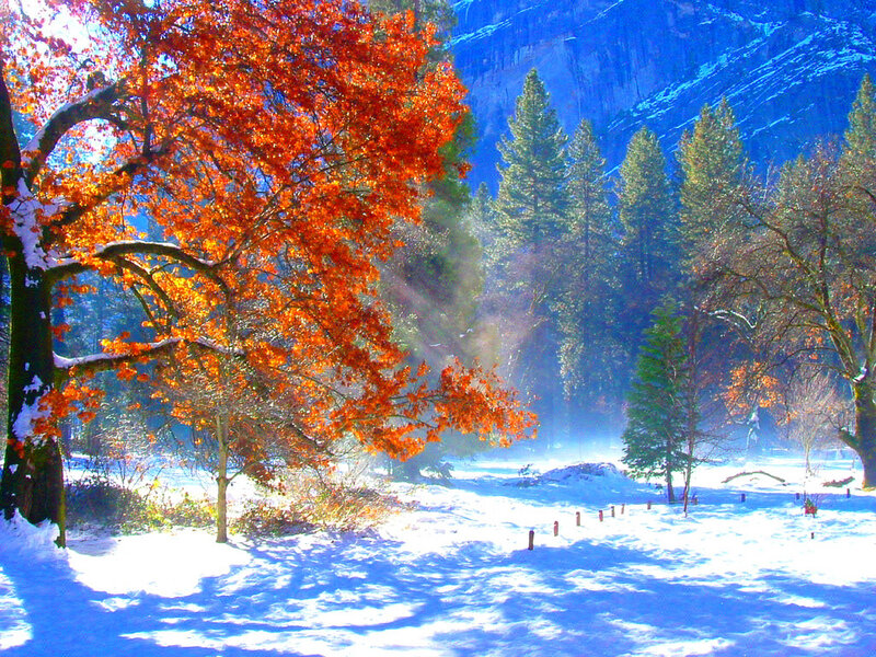 Tree with Red Leaves — Serene, Winter