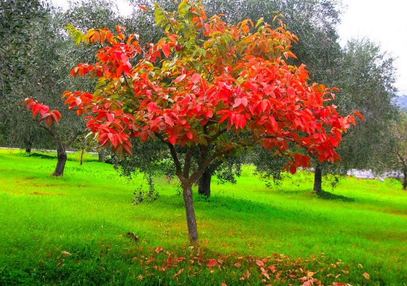 Tree with Red Leaves
