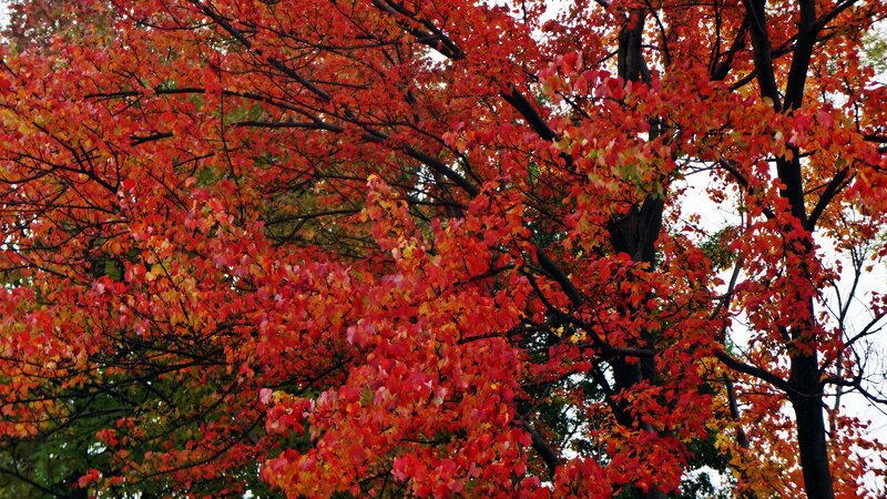 Tree with Red Leaves — Vibrant, Autumn, Photograph, Branches, Sky