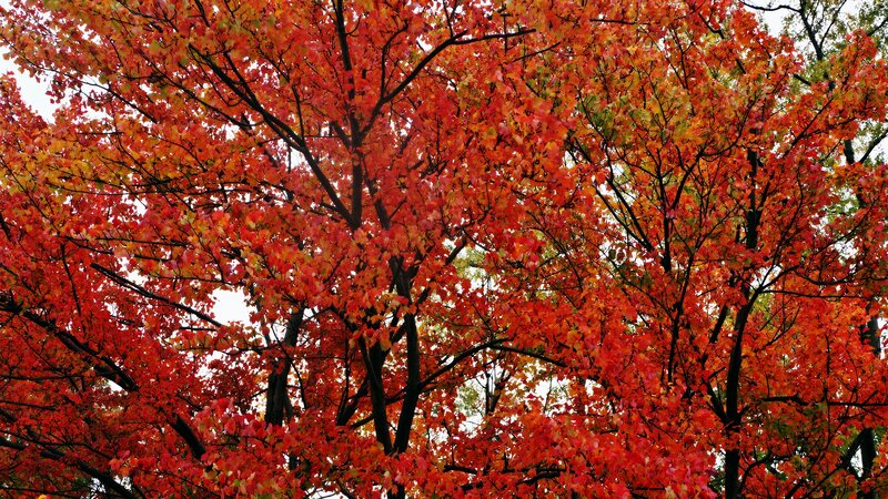 Tree with Red Leaves — Vibrant, Autumn, Photograph, Branches