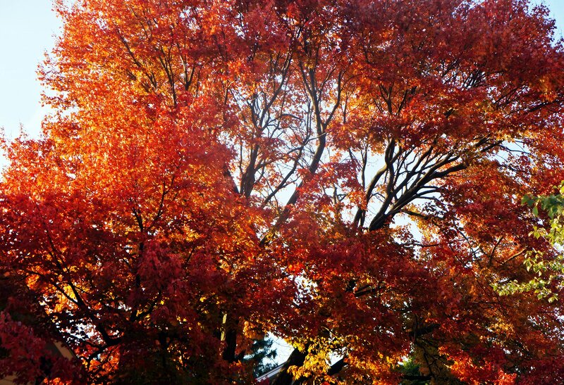 Tree with Red Leaves — Vibrant, Autumn, Photograph, Sky