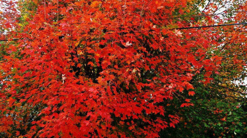 Tree with Red Leaves — Vibrant, Autumn, Photograph