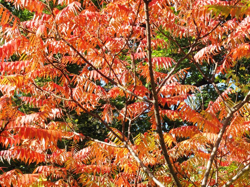Tree with Red Leaves — Vibrant, Autumn