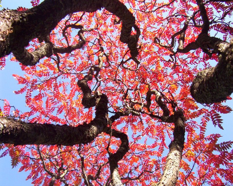Tree with Red Leaves — Vibrant