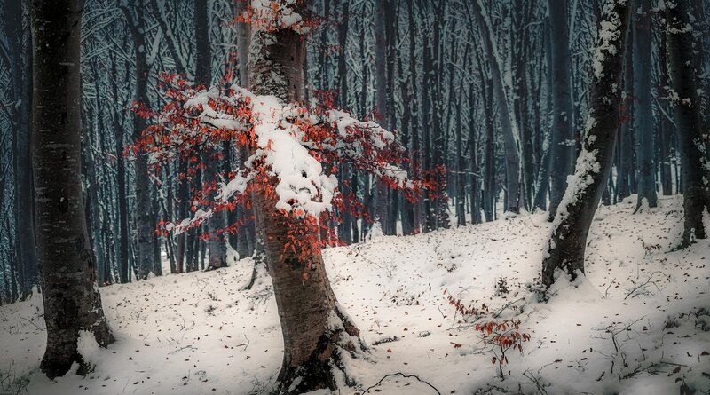 Tree with Red Leaves — White
