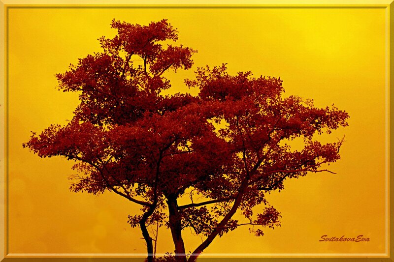 Tree with Red Leaves — Yellow, Dramatic