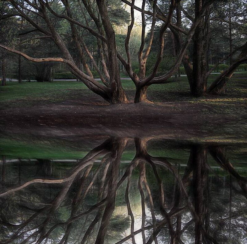 Tree with Reflection — Brown