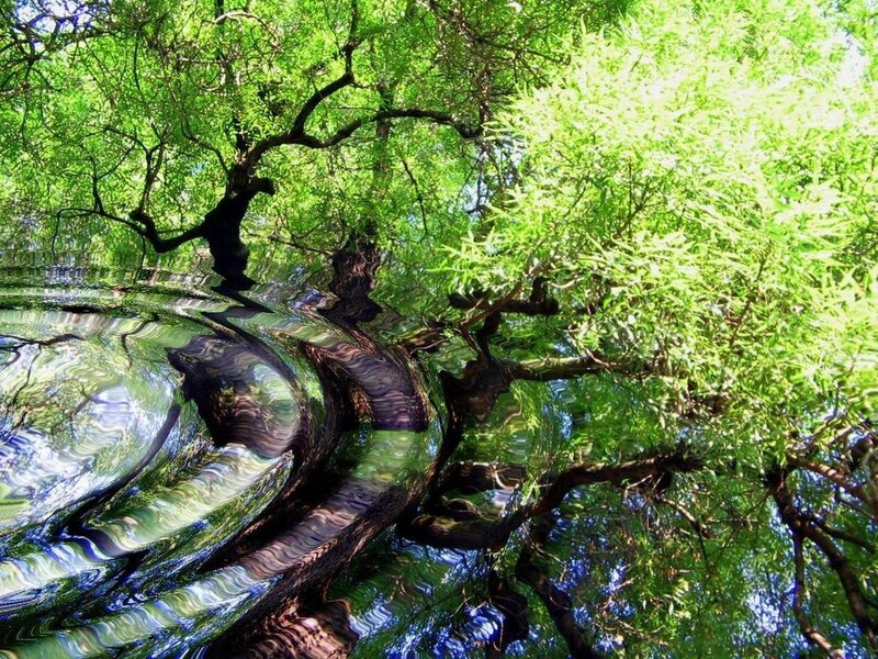 Tree with Reflection — Green, Serene