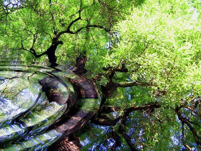 Tree with Reflection — Green