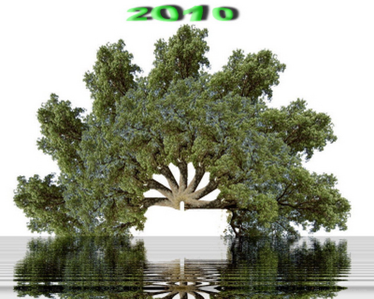 Tree with reflection in water