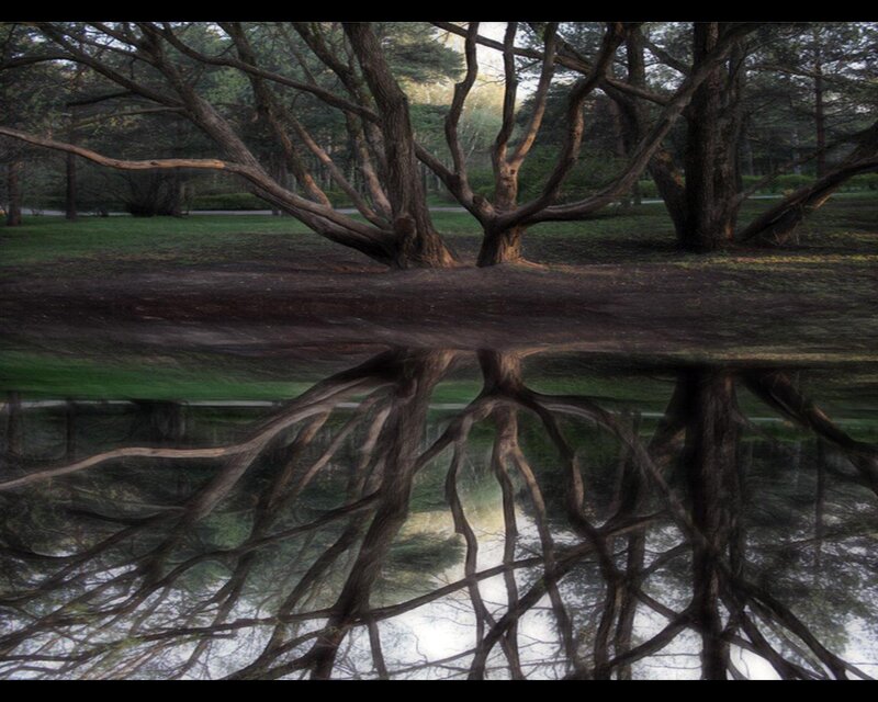 Tree with Reflection