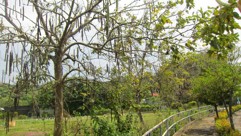 Tree with Seed Pods — Green