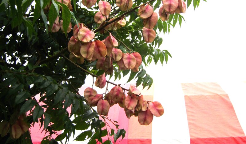 Tree with Seed Pods