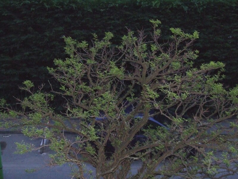 tree with sparse leaves at dusk