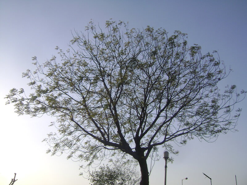 Tree with Sparse Leaves