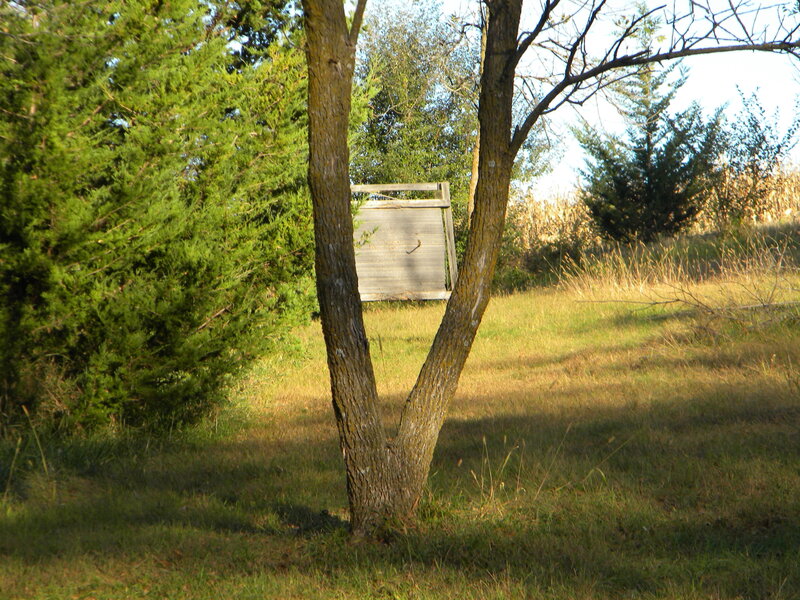 Tree with split trunk in field