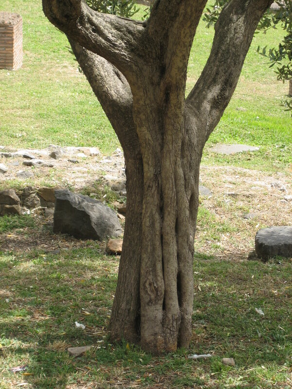 tree with split trunk