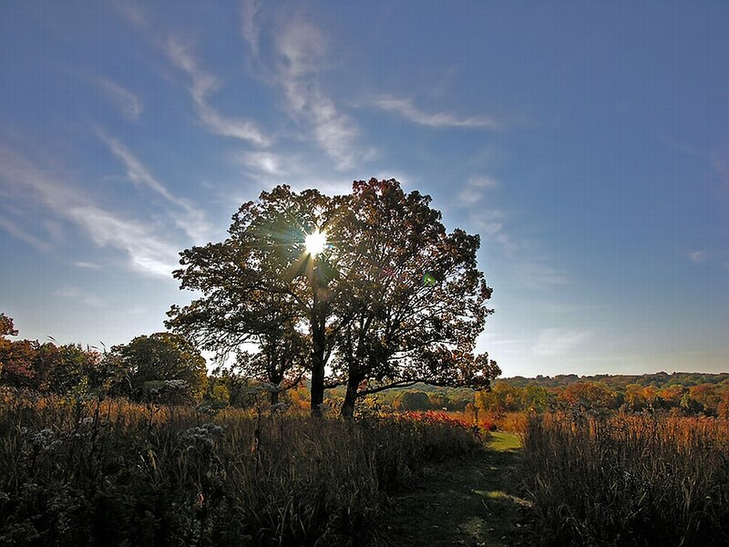 Tree with Sun Behind — Blue