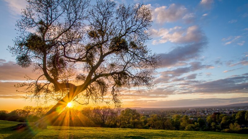 Tree with Sunburst