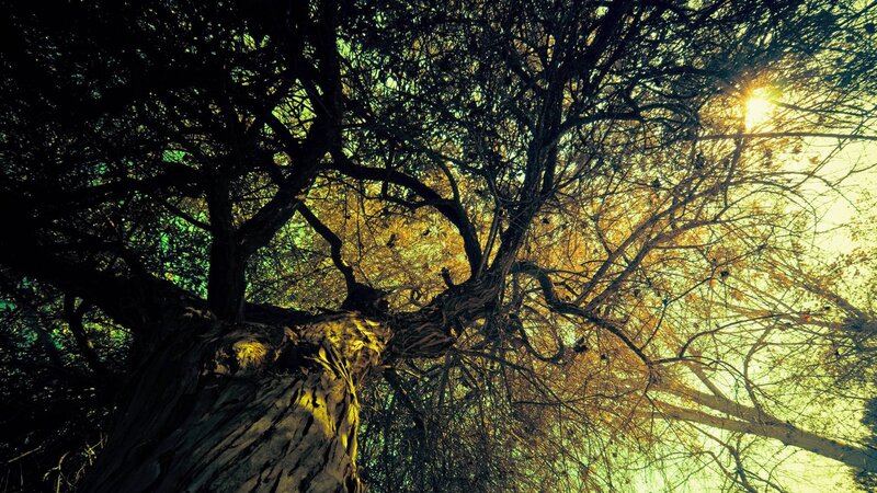 Tree with Sunlit Branches