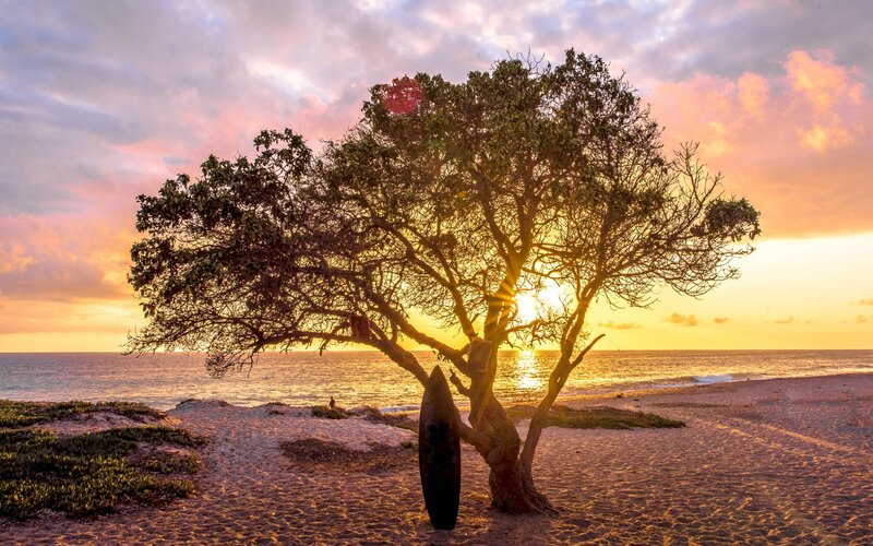 Tree with Surfboard
