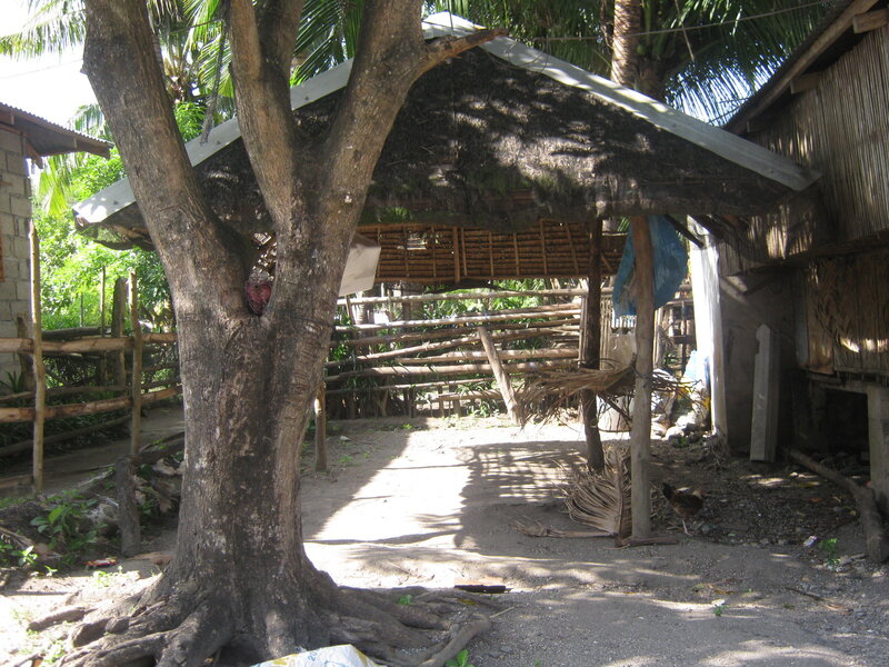Tree with Thatched Shelter