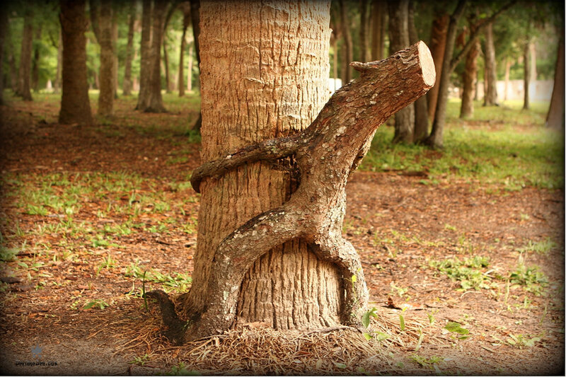 Tree with Twisted Branch