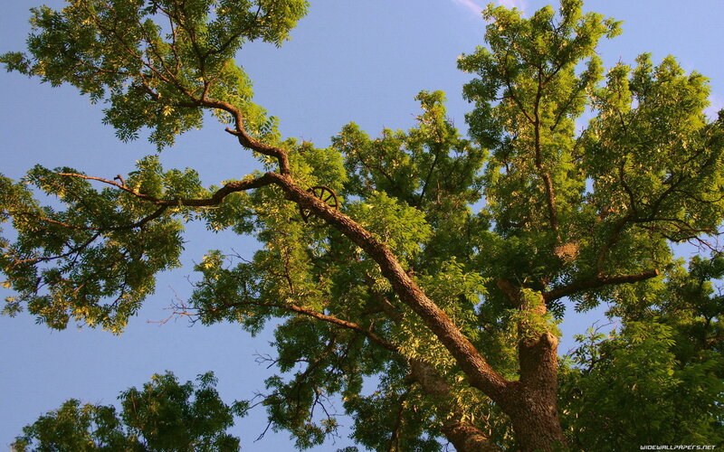 Tree with Wagon Wheel