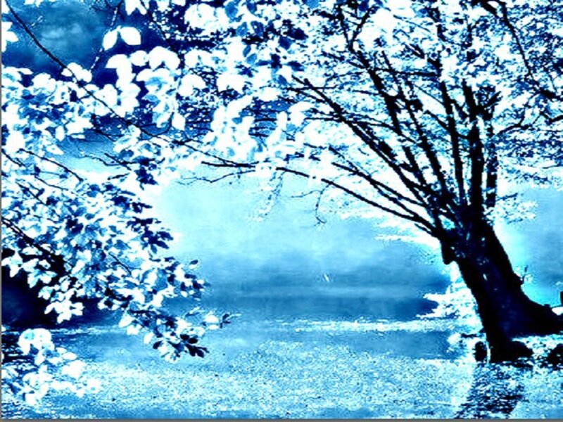 Tree with White Blossoms — Blue