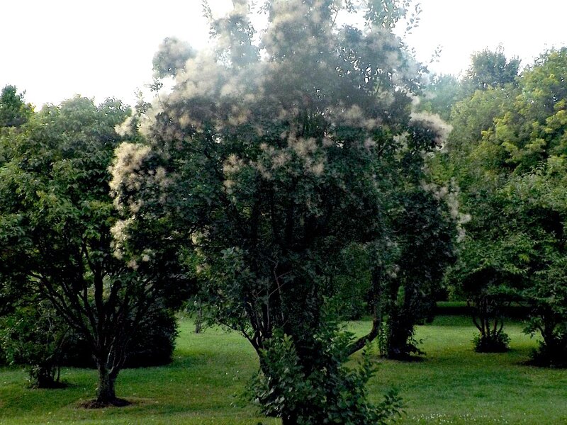 Tree with White Blossoms — Green