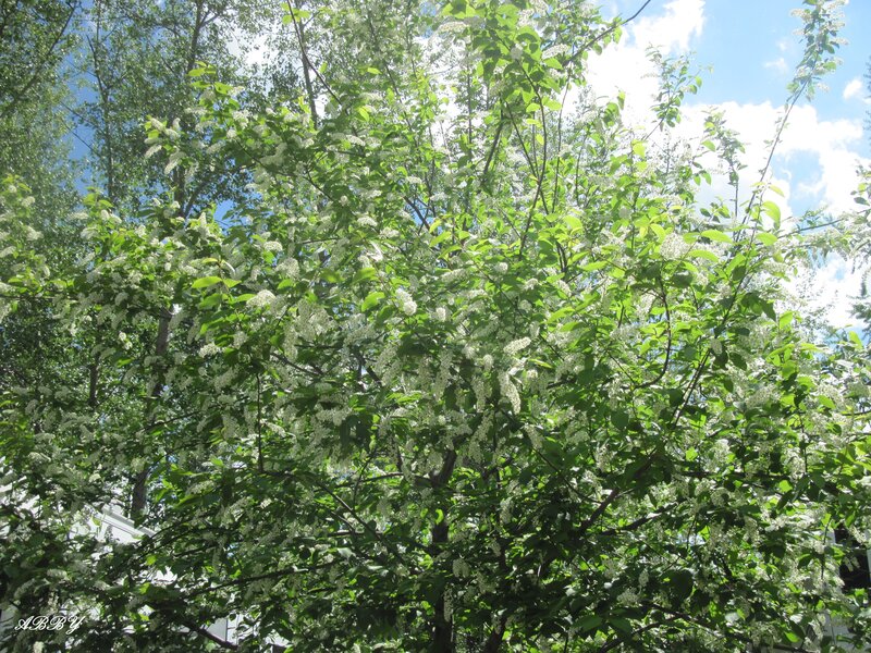 Tree with White Blossoms — Serene