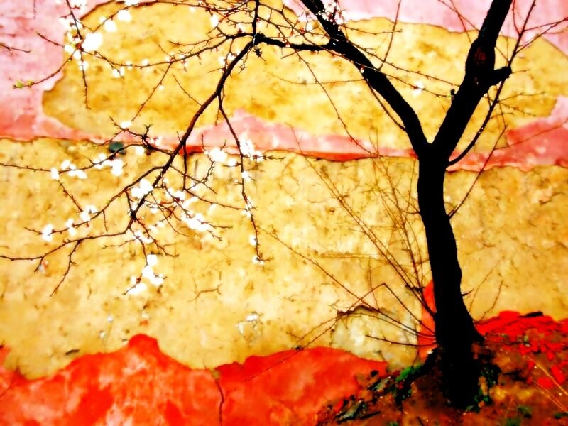 Tree with White Blossoms