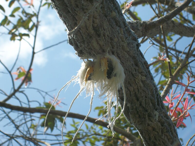 tree with white fibers