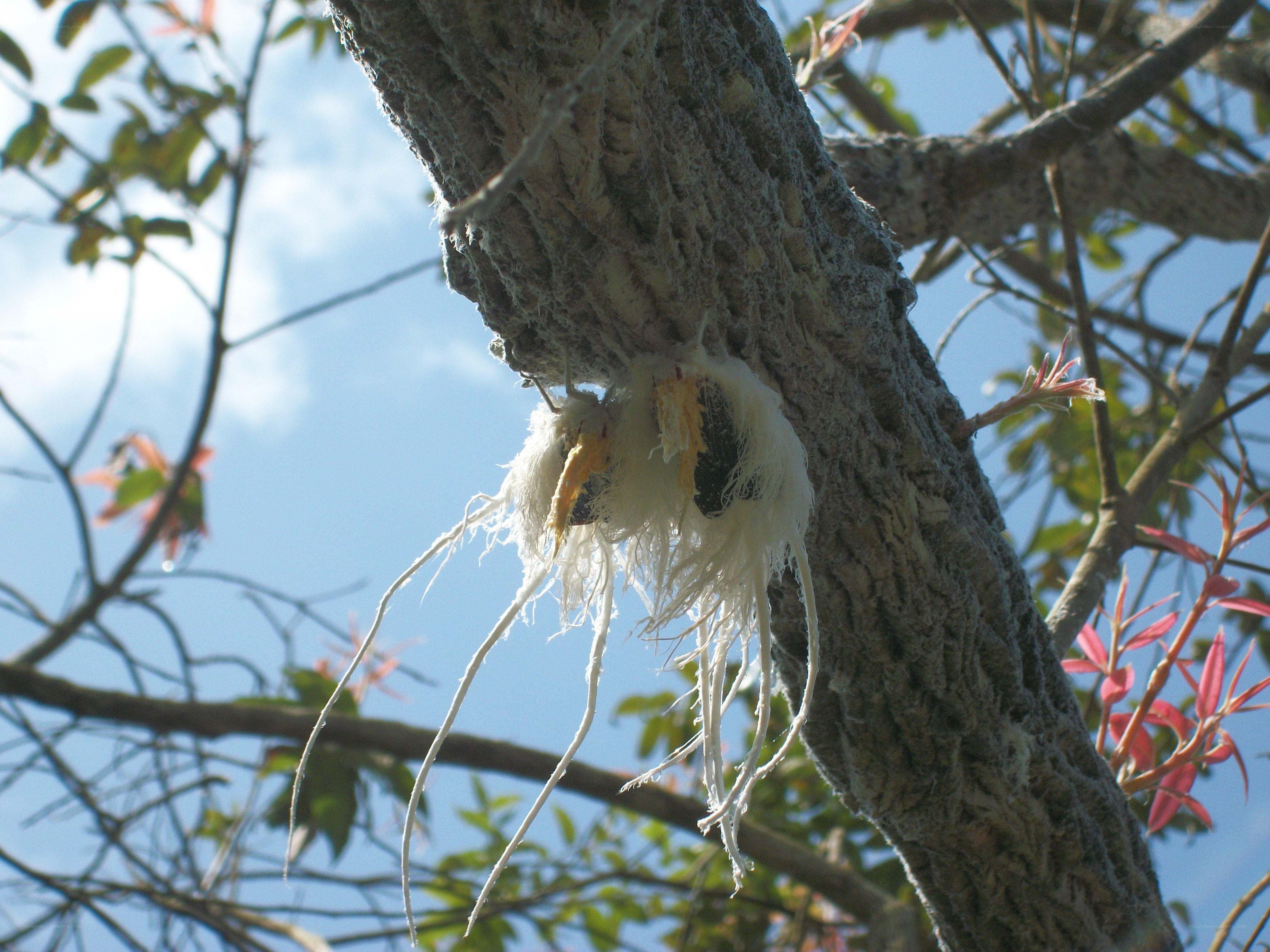 tree with white fibers