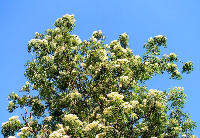Tree with White Flowers — Blue