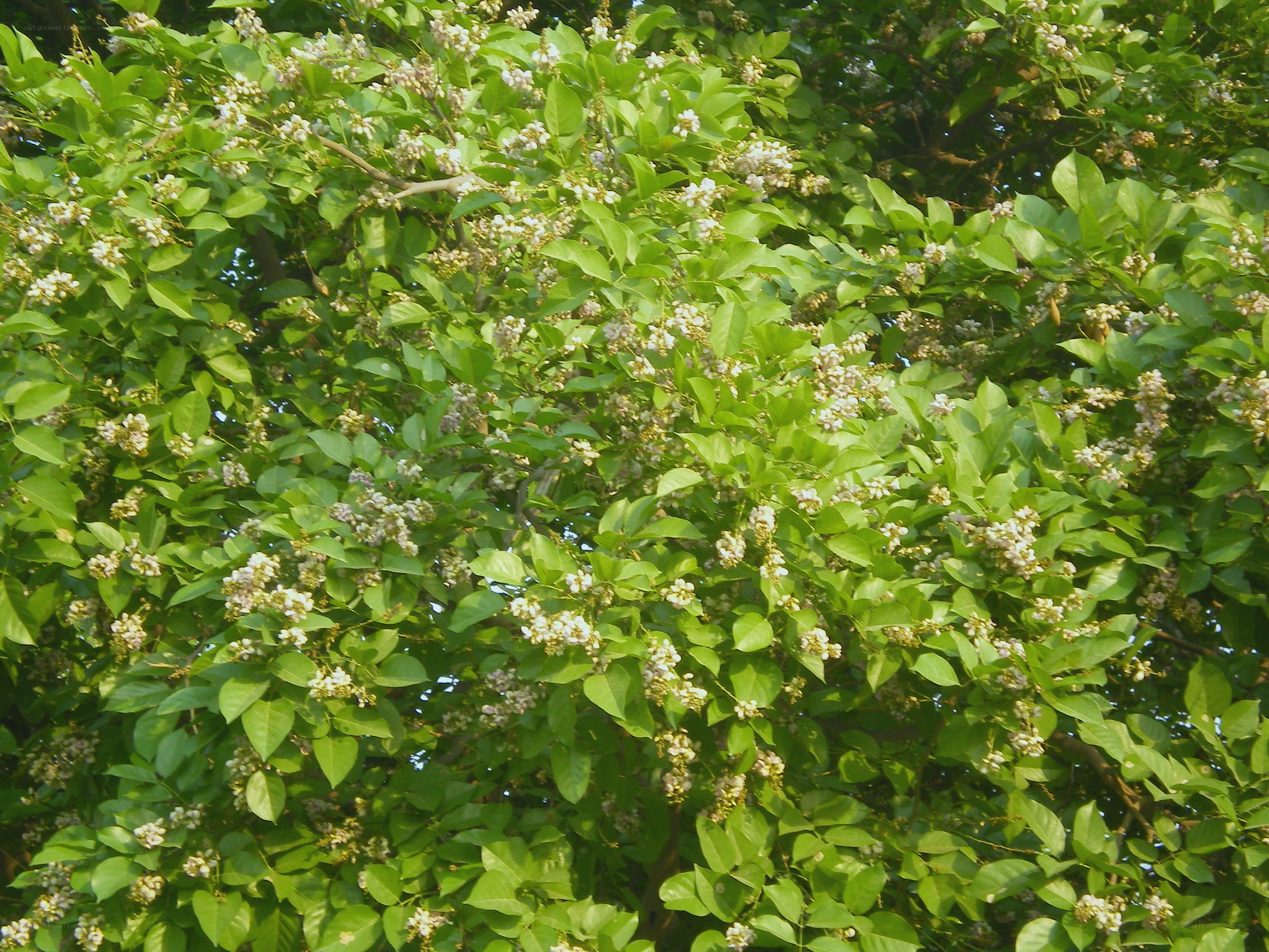 tree with white flowers