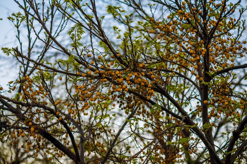 tree with yellow berries