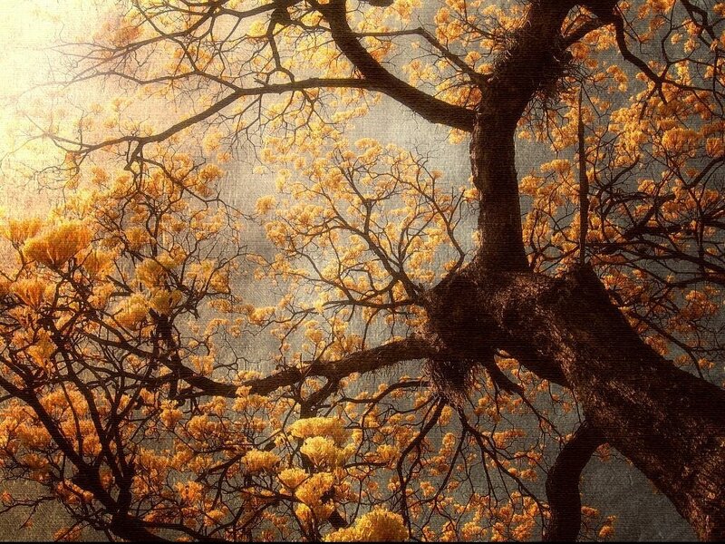Tree with Yellow Blossoms
