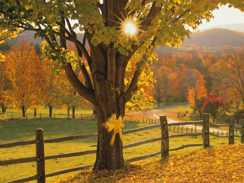 Tree with Yellow Bow