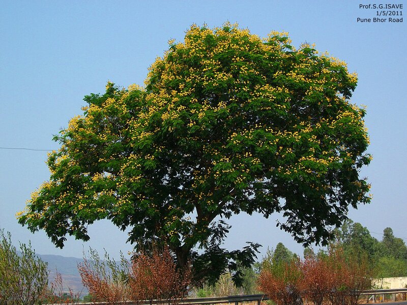 Tree with Yellow Flowers
