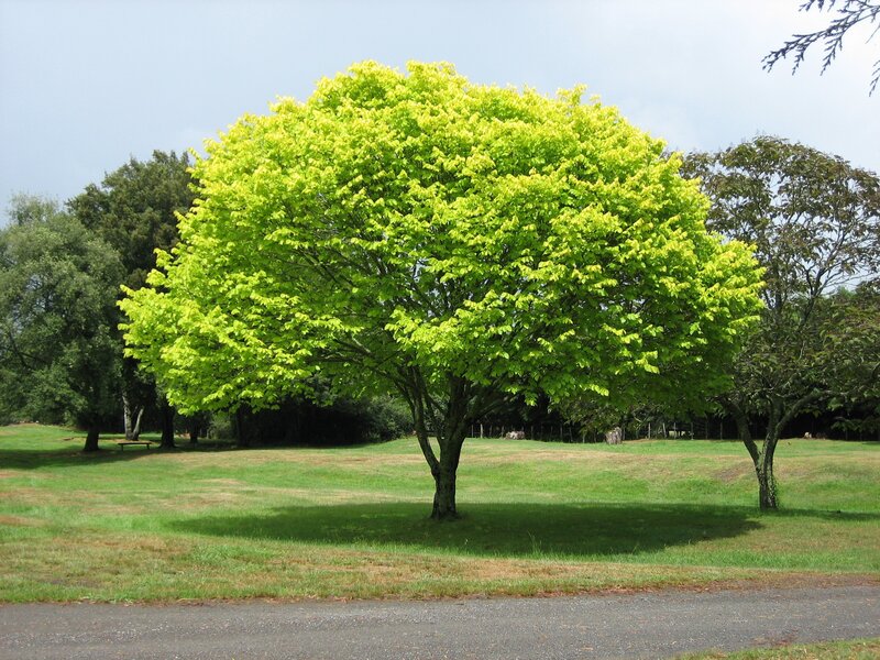 Tree with Yellow-green Leaves
