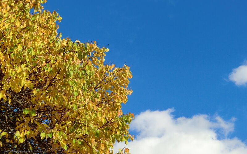 Tree with Yellow Leaves — Blue, Serene, Autumn