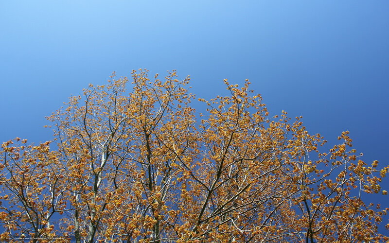 Tree with Yellow Leaves — Blue, Serene