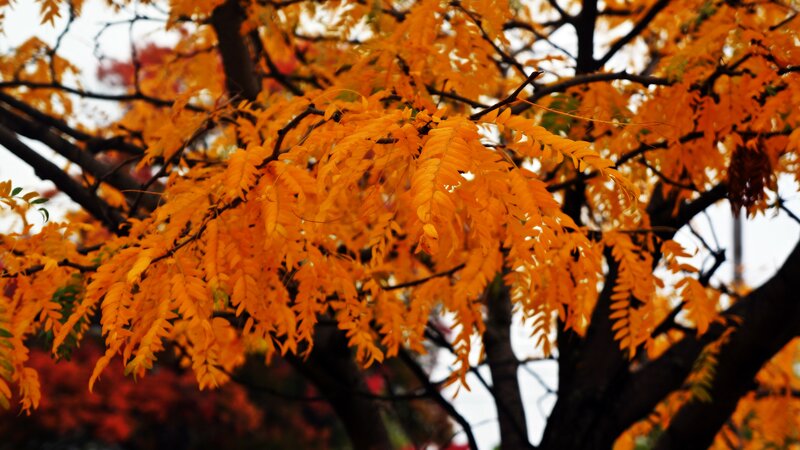 Tree with Yellow Leaves — Calm, Autumn, Photograph, Branches