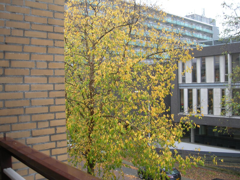 Tree with Yellow Leaves — Calm, Autumn, Photograph, Brick Wall