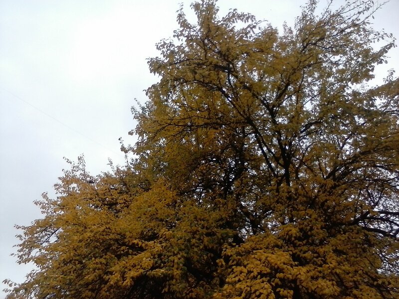 Tree with Yellow Leaves — Calm, Autumn, Photograph, Sky