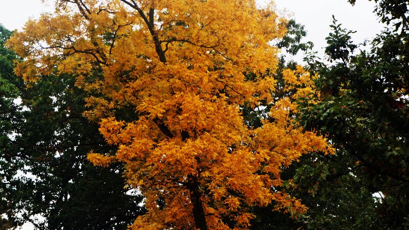 Tree with Yellow Leaves — Calm, Autumn, Photograph